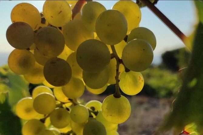 LUXURY PRIVATE Wine Tasting in CRETE (also for CRUISE SHIPS) - Pickup Near Hersonissos (and the Extra Cost for Wider Pickup)