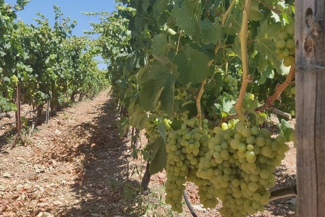 LUXURY PRIVATE Wine Tasting in CRETE (also for CRUISE SHIPS) - What Makes It Feel Special: The Human Touch and the Pace