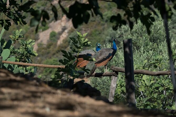 Off-Road Safari, Traditional Villages & Botanic Garden Walk - What the White Mountains View Adds to the Whole Day