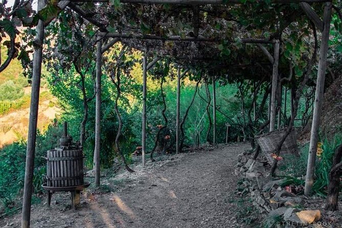 Off-Road Safari, Traditional Villages & Botanic Garden Walk - Price and Value: Is $222.34 Worth It?
