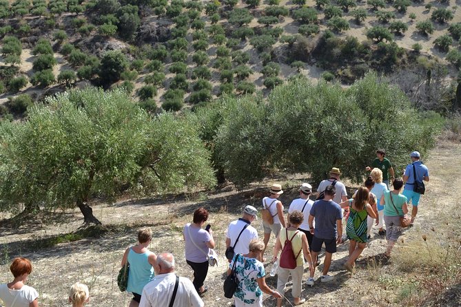 Olive Oil Tasting Tour - The tasting lineup: what you will actually sample