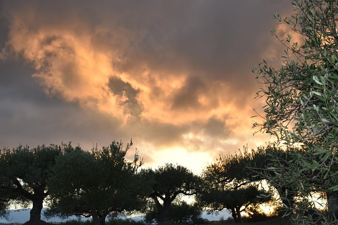 Olive Oil Tasting Tour - How they teach you to taste extra virgin olive oil