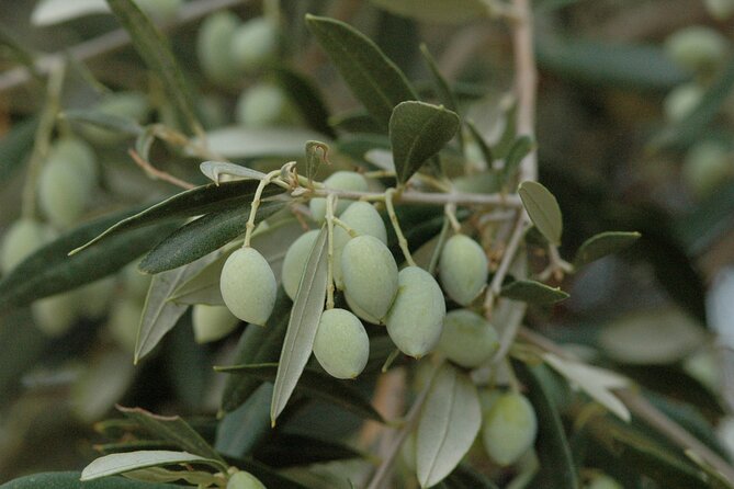Olive Oil Tasting Tour - Price and value: is $19.36 worth your time?