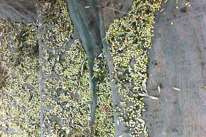 Olive Oil Tasting Tour - The olive mill visit: organic farming to the first cold press