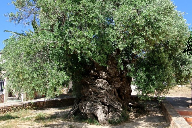 Olive Oil - Wine - Beer Private Tour (price per group of 6) - Key things I’d zero in on
