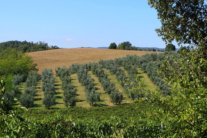 Olive Oil - Wine - Beer Private Tour (price per group of 6) - Stop 4: Odigitria Gonia Monastery (45 minutes, free)