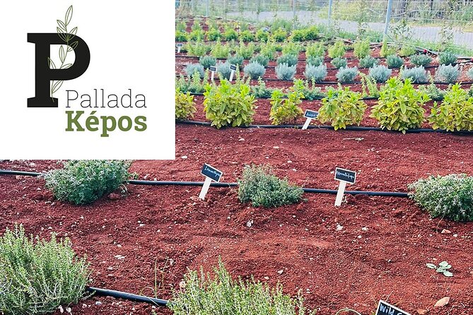 Pallada Semi-Private Olive Oil Tours in Sternes, Chania - Practical details for your day in Sternes
