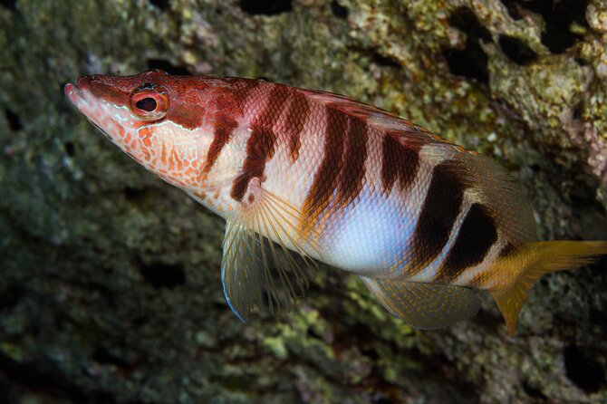 Plakias: Try Scuba Diving first time - Private, from 8 yrs. - A first-time scuba session in Plakias, Crete