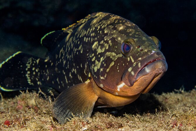 Plakias: Try Scuba Diving first time - Private, from 8 yrs. - Gear, comfort, and what to bring for a smooth morning
