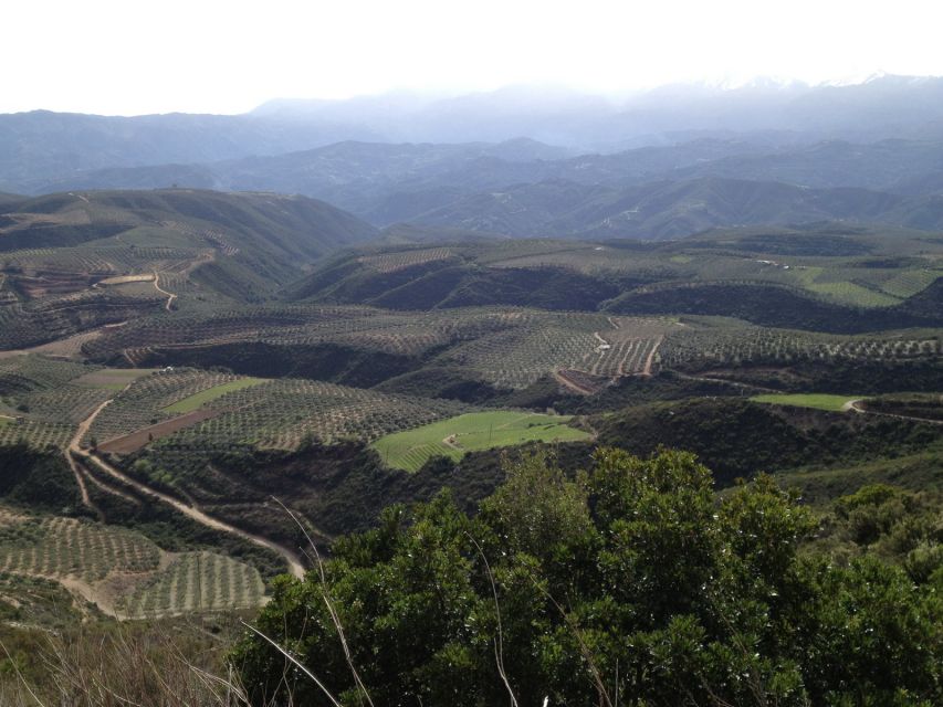 Private Exclusive Manousakis Winery and Vineyard Tour - Why this Manousakis tour feels different from a quick tasting