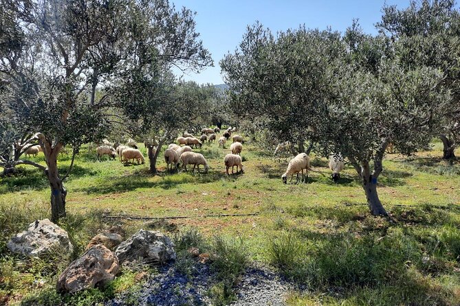 PRIVATE Jeep Safari 4x4 SUNSET (with Dinner) in Mountains CRETE - After sunset in Mochos: the starlit drive and optional dinner on the village square