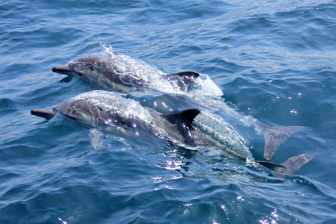Private Sailing Cruise to Dia Island with Meal & Water Activities - The harbor fortress theme: Castello a Mare and the siege story you can see