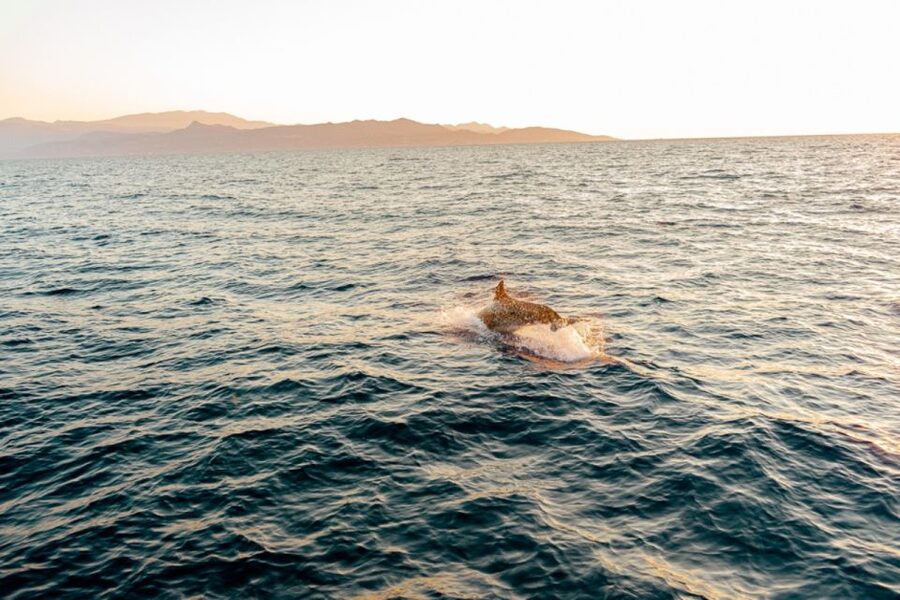 Private Sailing Trip from Heraklion to Dia island - Meeting at Heraklion Venetian Port, Cafe Marina, and What Happens First