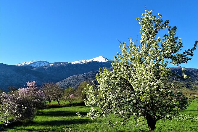Private Tour-Authentic Villages of Lasithi Olive Oil and Wine - Tzermiado village and the wood-oven lunch at Tzanakis Michael