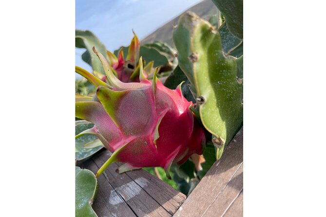 Private Traditional Olive Grove and Dragon Fruit Farm Tour - Key things to know before you go