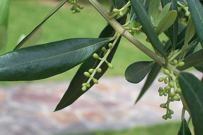 Private Traditional Olive Grove and Dragon Fruit Farm Tour - Snail farm stop: the odd detail that makes it memorable