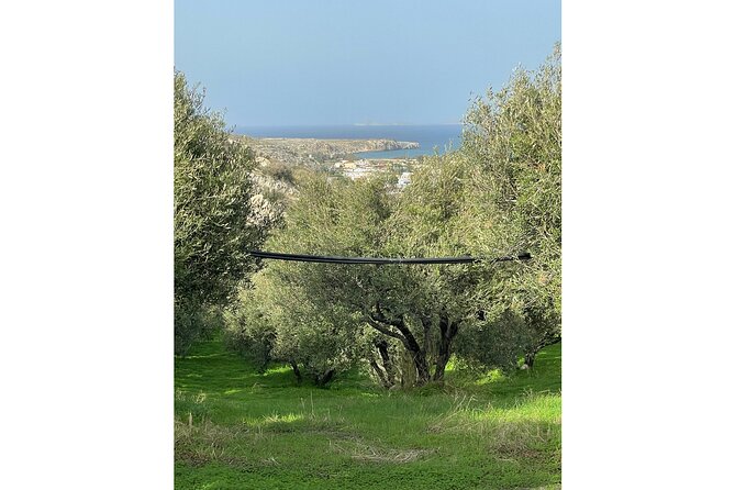 Private Traditional Olive Grove and Dragon Fruit Farm Tour - Dragon fruit plantation: the family story in plain language
