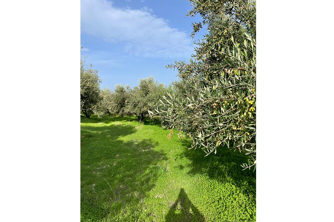 Private Traditional Olive Grove and Dragon Fruit Farm Tour - Price and value: about $9.61 for farm time plus food