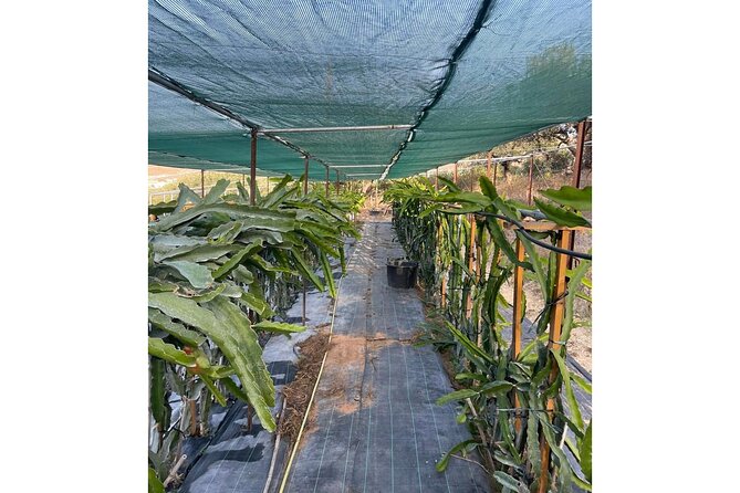 Private Traditional Olive Grove and Dragon Fruit Farm Tour - Timing, weather, and what to wear