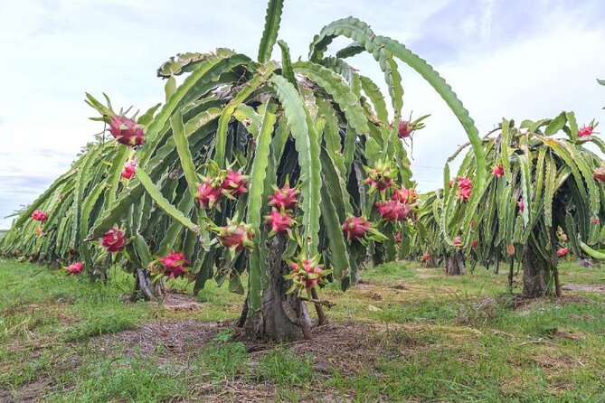 Private Traditional Olive Grove and Dragon Fruit Farm Tour - Who should book this tour, and who might skip it