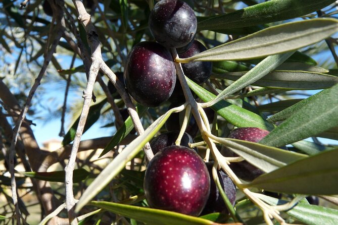 Private Traditional Olive Grove and Dragon Fruit Farm Tour - Olive grove walk: what you learn in real farm terms