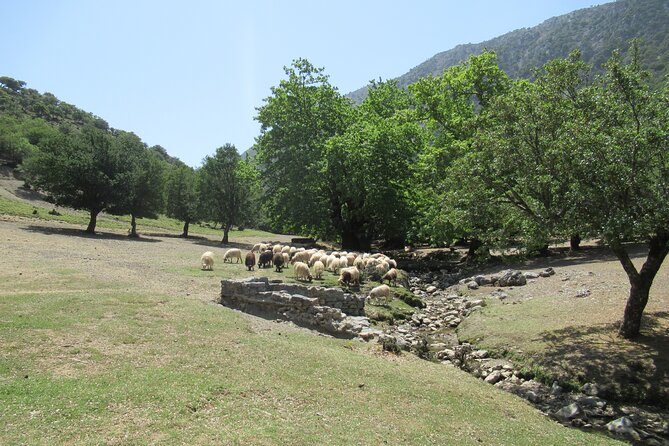 Private Trekking Rouvas Gorge - Rouvas Gorge from Lake Zaros: why this hike feels worth your time