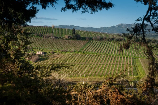 Private Wine Tour at Peza Valley - 2 Wineries and Lunch at Peza - Stop 1: Stilianou Winery, an organic boutique feel in the Crete wine world
