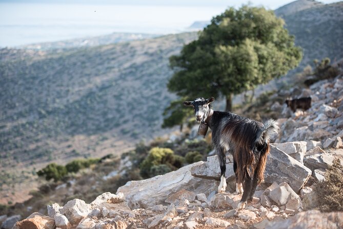 PRIVATE-Zeus Cave-Knossos-Olive oil Factory-Traditional Villages. - Mochos village walk and a traditional Cretan lunch