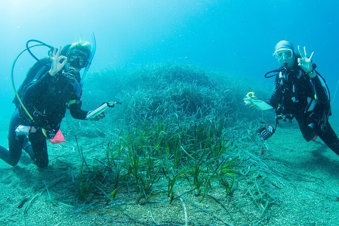 Research diving with a Marine Biologist in Crete - Key highlights to know before you go