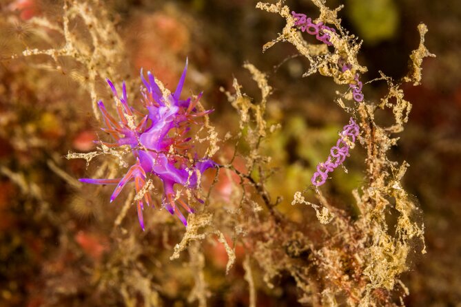 Research diving with a Marine Biologist in Crete - Stop 2: Plakias, species recognition, and underwater notes