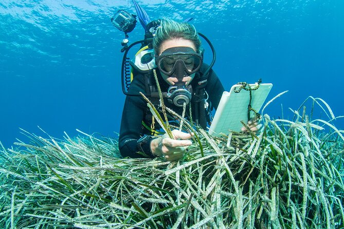 Research diving with a Marine Biologist in Crete - Back at base: debrief, microscope work, and what you brought up