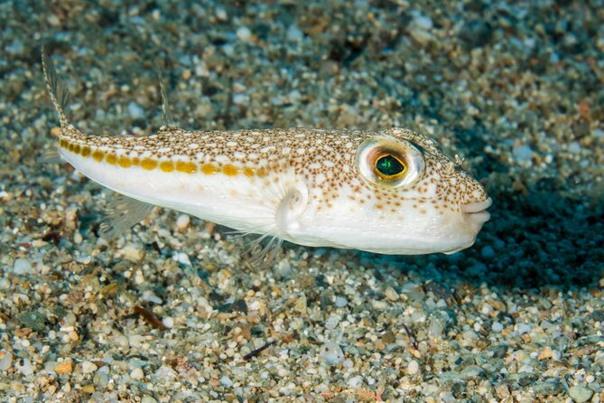 Research diving with a Marine Biologist in Crete - What’s included in the $308.58 price, and why it feels fair
