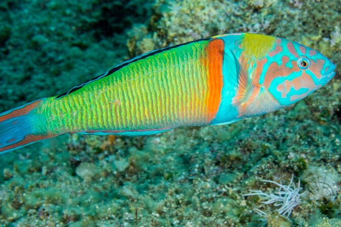 Research diving with a Marine Biologist in Crete - Practical tips to make the day smoother