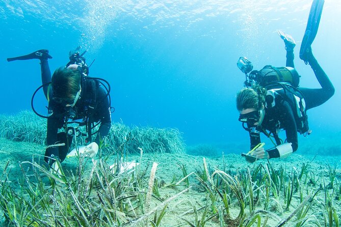 Research diving with a Marine Biologist in Crete - Stop 1: Souda Beach and the start of your chosen habitat