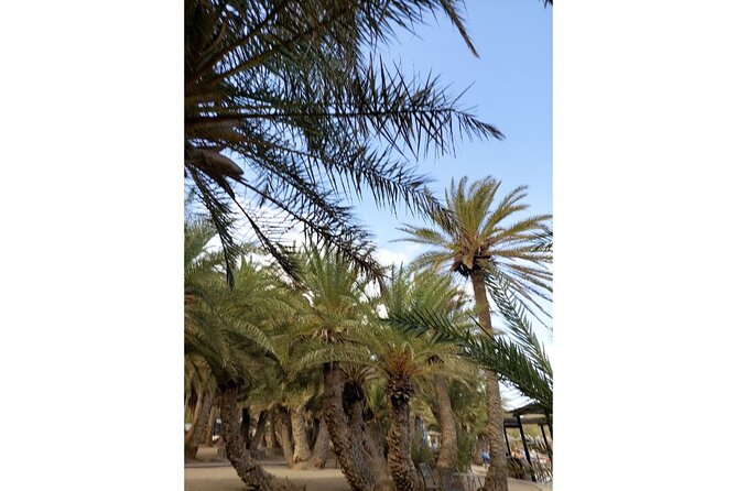 RIVIERA - Vai Palm Beach, Toplou Monastery - Vai Palm Forest and Vai Beach: swimming time at one of Europe’s rare palm places
