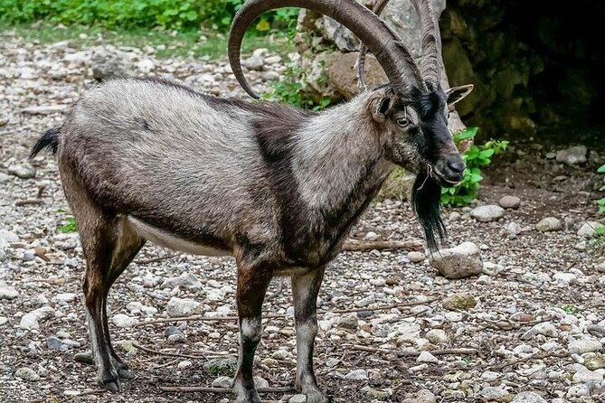 Samaria Gorge from Chania with Professional Hiking Guide - Omalos Plateau Views and the Practical Photo Stop