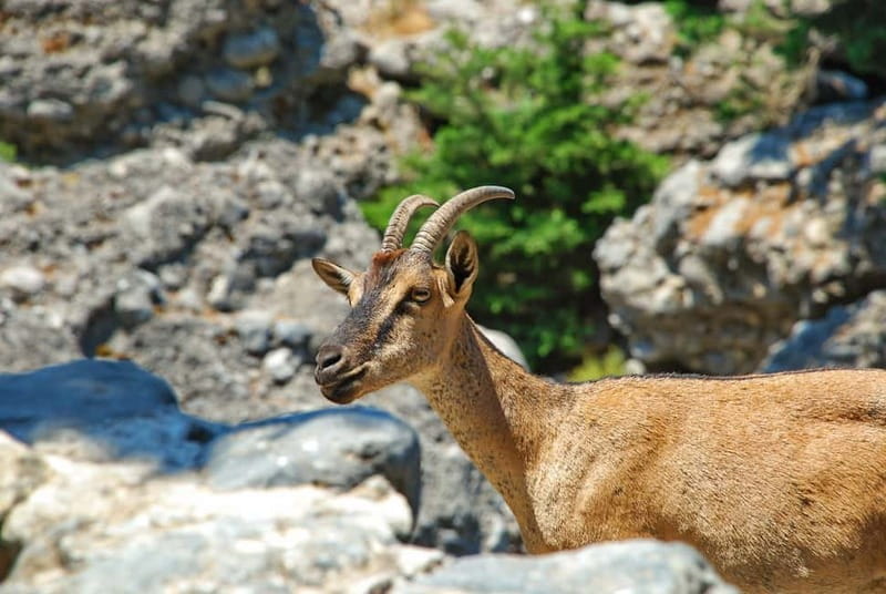 SAMARIA GORGE Full-Day Trip from CHANIA - The 16-km hike: cliffs, streams, and the Iron Gates moment