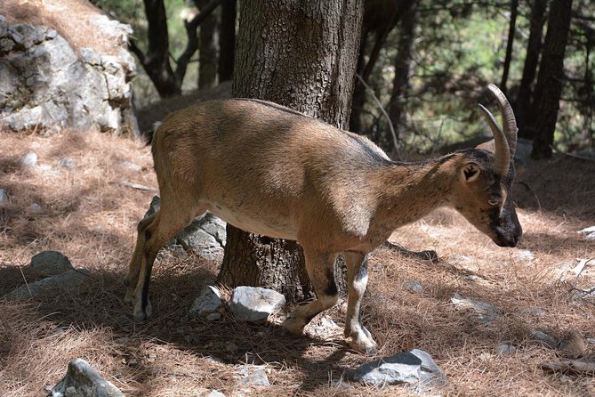 Samaria Gorge Hike - Entering Samaria Gorge National Park: a 6-hour guided descent