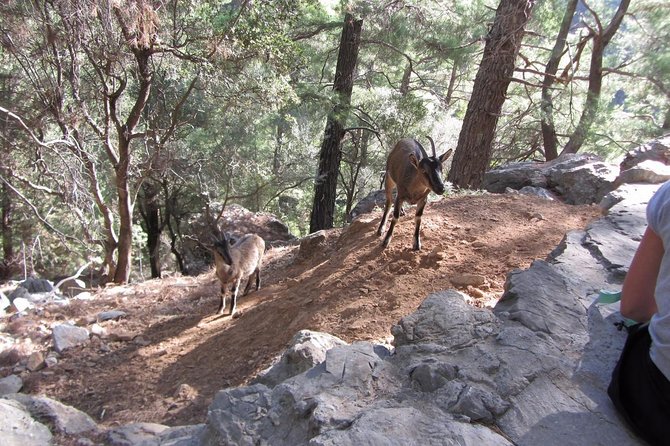 Samaria Gorge private Transfer from Chania (price per group of 6) - Who this private Samaria Gorge transfer fits best