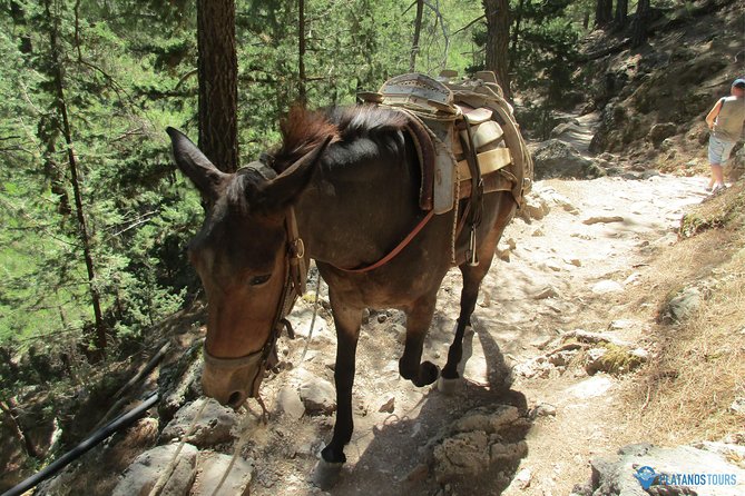 Samaria Gorge Trek: Full-Day Excursion from Chania with Guide - Agia Roumeli: Lunch Time, Shops, and That Swim