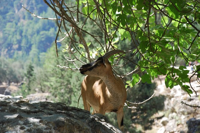Samaria Gorge Trek: Full-Day Excursion from Rethymno with Guide - Agia Roumeli sea time: swim, lunch, and small-village recovery