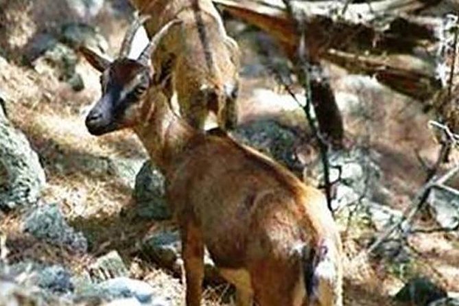SAMARIA Gorge Walk: full day from area Heraklion CRETE - A full-day Samaria Gorge walk from Heraklion that starts before sunrise
