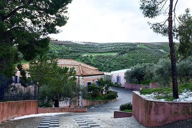 Semi- Private Olive Grove and Dragon Fruit Farm with Tastings - The olive grove walking time, plus the dragon fruit farm question