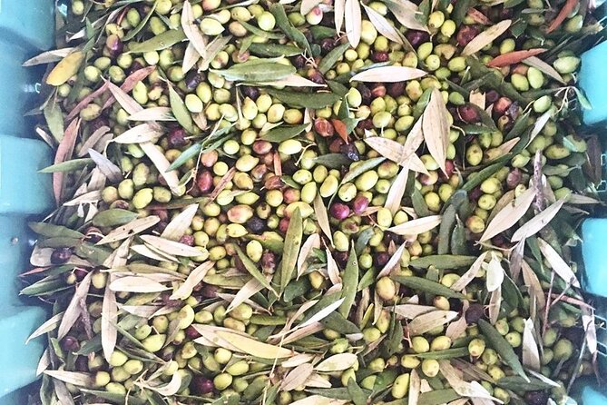 Semi- Private Olive Grove and Dragon Fruit Farm with Tastings - Koronekes Olive Mill: fields, Cold Extraction, and how olives become oil