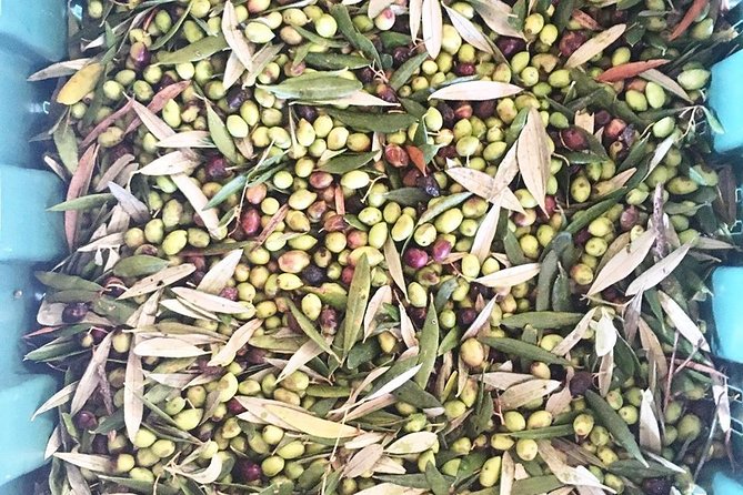 Semi Private Wine and Olive Oil tour (Transfer & Lunch Incl.) - Stop 3 Archanes Lunch by Mount Giouhtas, Plus Tastes to Take Home