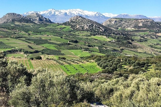 Semi Private Wine and Olive Oil tour (Transfer & Lunch Incl.) - Food, Drinks, and Exactly What You Can Expect to Taste