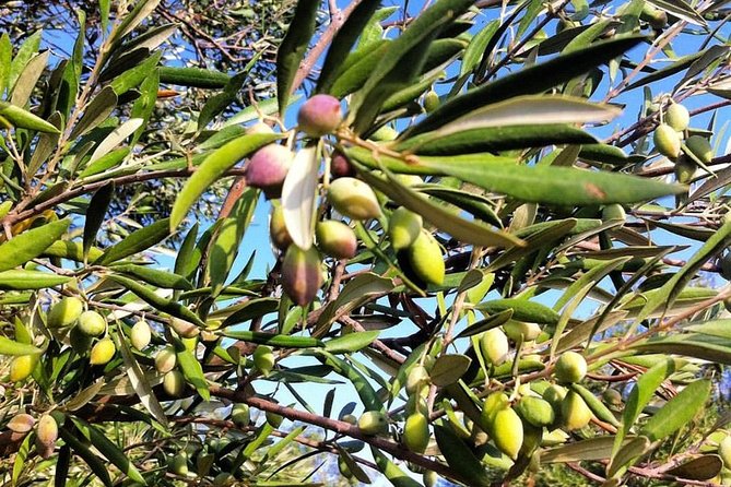 Semi Private Wine and Olive Oil tour (Transfer & Lunch Incl.) - Tips to Make the Day Go Smoothly