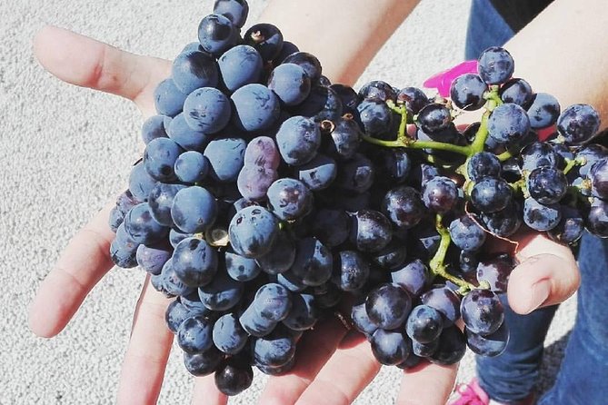 Semi-Private Wine Discovery Tour in Chania - Anoskeli Winery Olive Mill: olive oil education that actually supports the wine