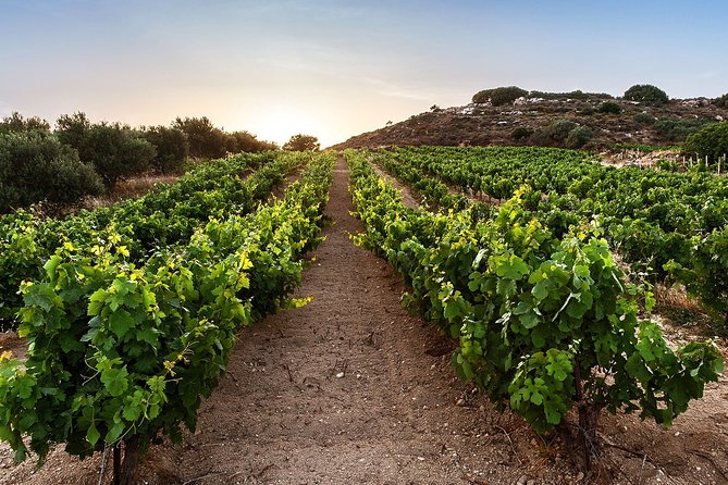 Semi Private Wine Tour of 2 wineries with Transfer and Lunch - Pickup in a premium SUV, and what to confirm before you go