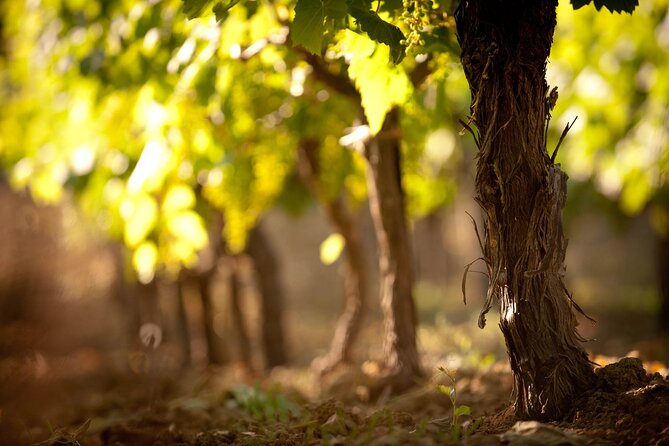 Semi Private Wine Tour of 2 wineries with Transfer and Lunch - Agia Irini aqueduct and the Spilia water bridge: a history stop that’s easy to miss